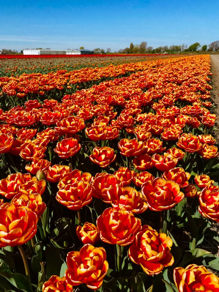 tulips in netherlands