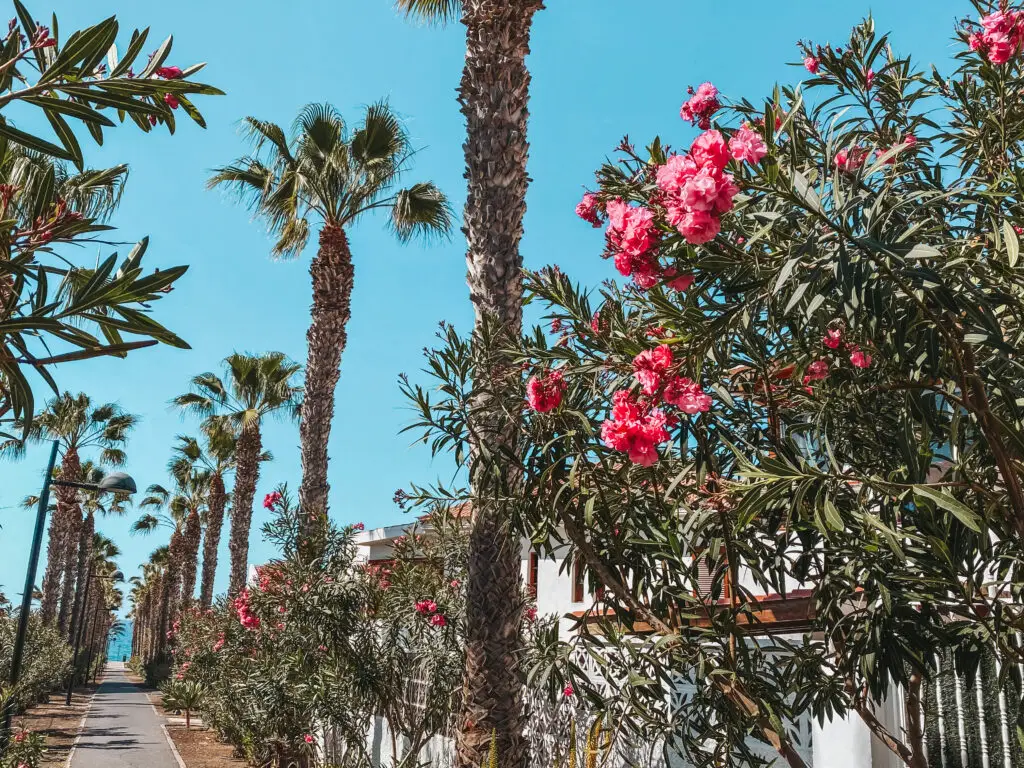 street playa de las america tenerife