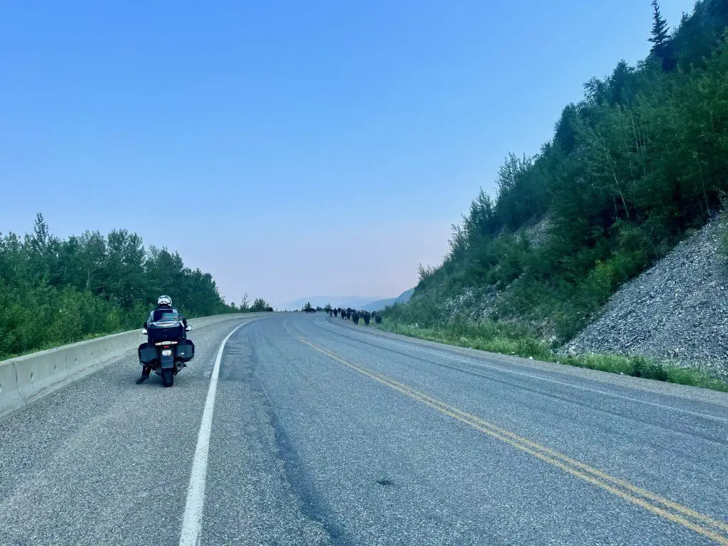 bison on alcan highway motorcycles