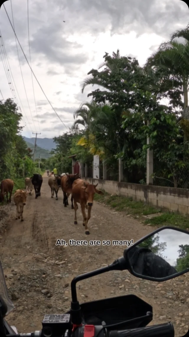 Kinda reminds me of the time I ran into a herd of bison in the Yukon… but Guatemala style#motorcycletravel #travelguatemala #moterosviajeros #explorandoguatemala
